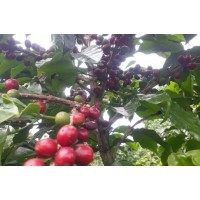 Kenya Maguta