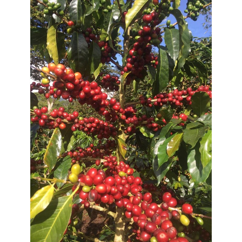 Peru Cajamarca
