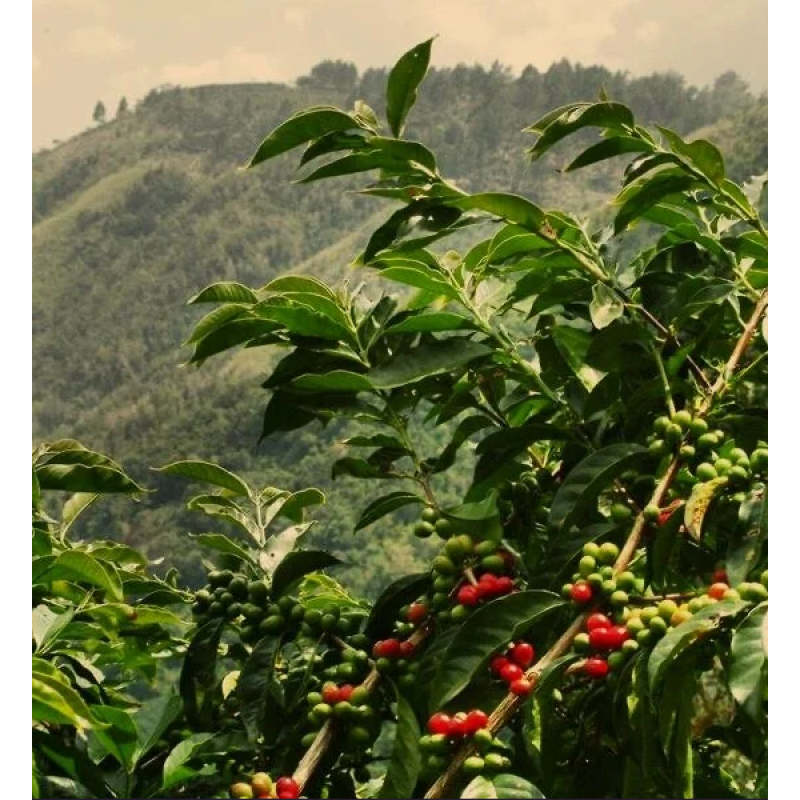Ethiopia Yirgacheffe