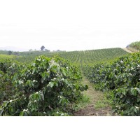 Ethiopia Yirgacheffe