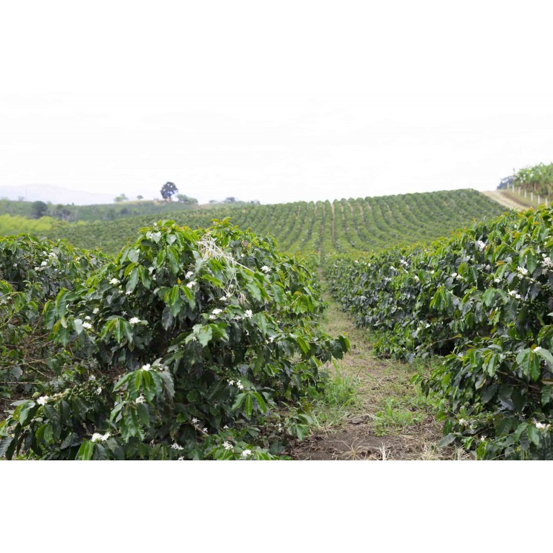 Ethiopia Yirgacheffe