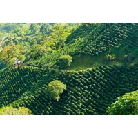 Colombia Cauca Decaf