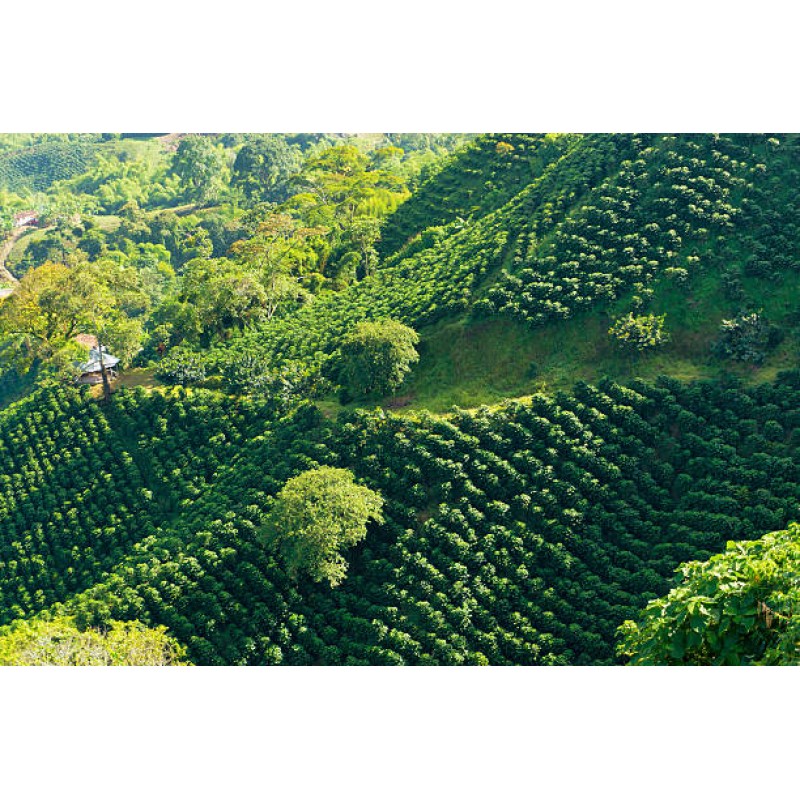 Colombia Cauca Decaf