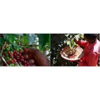 Ethiopia Guji Siko Natural Gr. 1