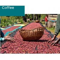 Ethiopia Guji Siko Natural Gr. 1
