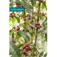 Ethiopia Guji Siko Natural Gr. 1