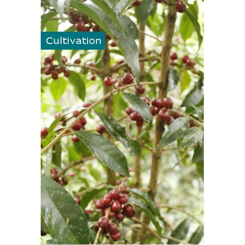 Ethiopia Guji Siko Natural Gr. 1