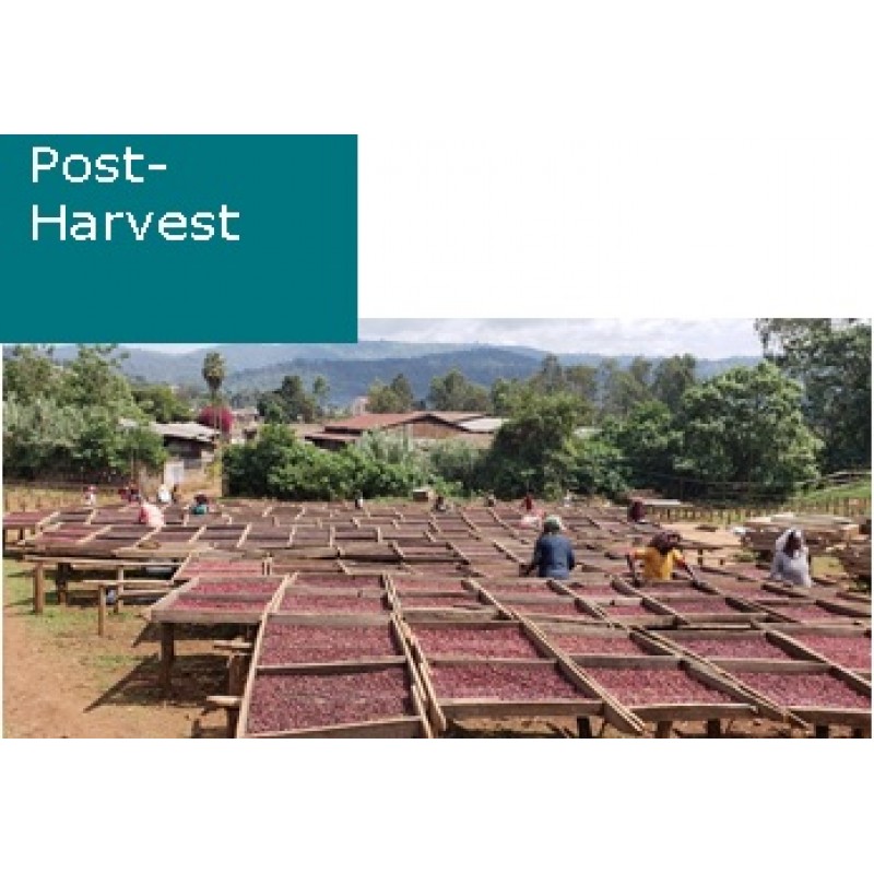 Ethiopia Guji Siko Natural Gr. 1