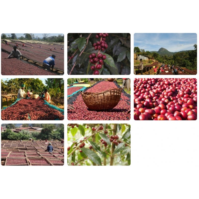 Ethiopia Guji Siko Natural Gr. 1