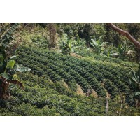 Bolivia Caranavi 85,75 S.C.A.