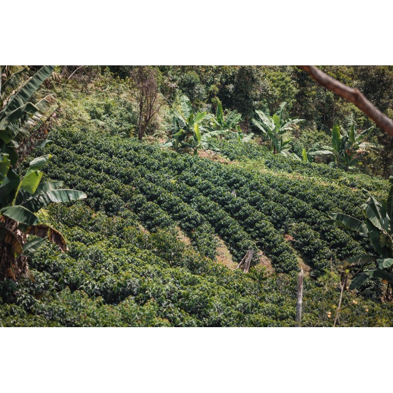 Bolivia Caranavi 85,75 S.C.A.