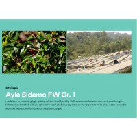 Ethiopia Sidamo 86.75 S.C.A.
